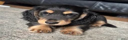 Miniature Dachshund dogs for sale: X3 Long haired beautiful, mini dachshunds 🏡 - Advert 6