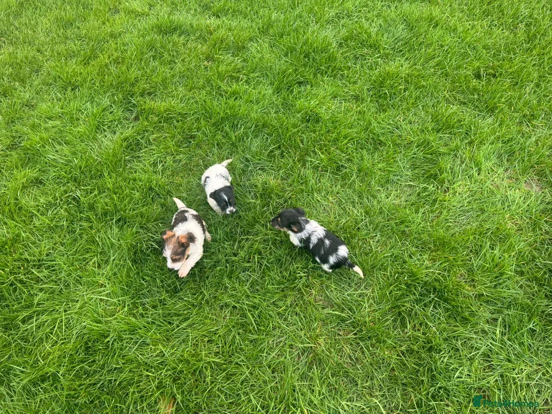 Jack Russell dogs for sale: 3 male tricolour long haired jackrussel puppies  - Advert 1