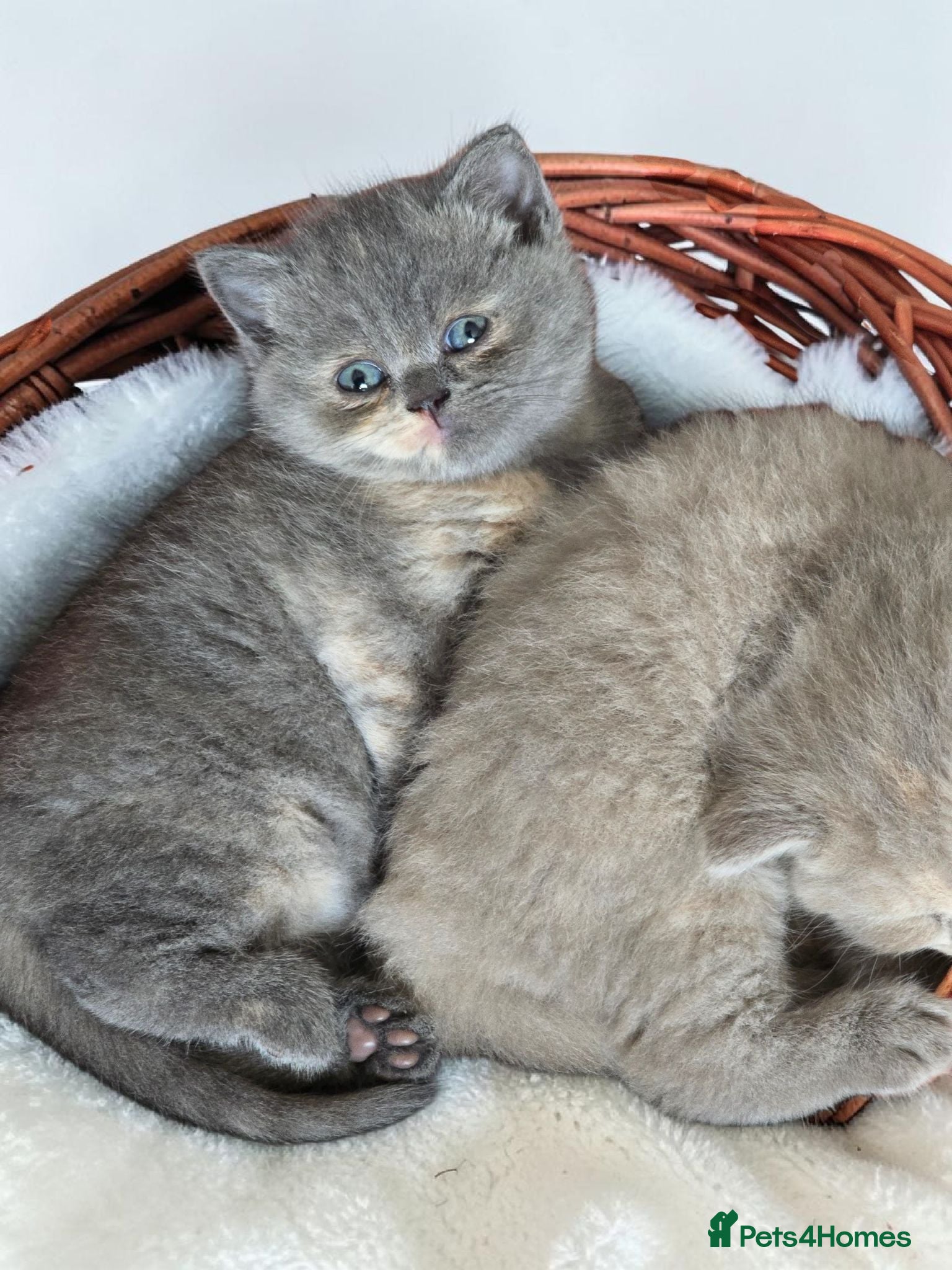 British Shorthair cats Absolutely beautiful kittens looking forever homes - Advert 15