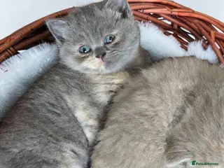 British Shorthair cats Absolutely beautiful kittens looking forever homes - Advert 15
