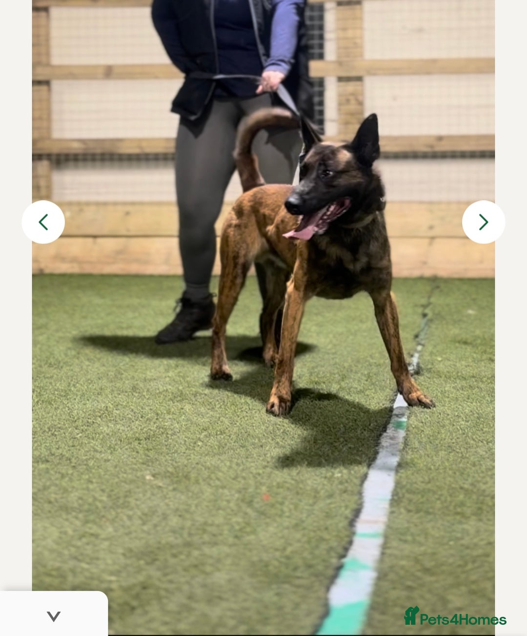 Mixed Breed dogs for sale: Doggo - Advert 6