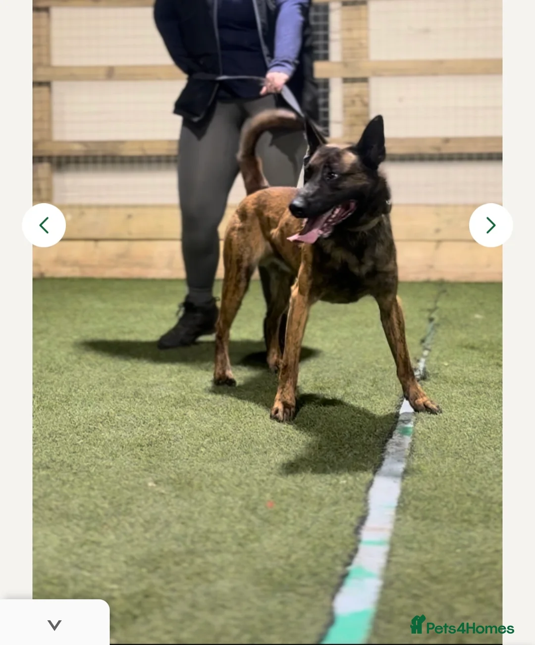 Mixed Breed dogs for sale: Doggo - Advert 6