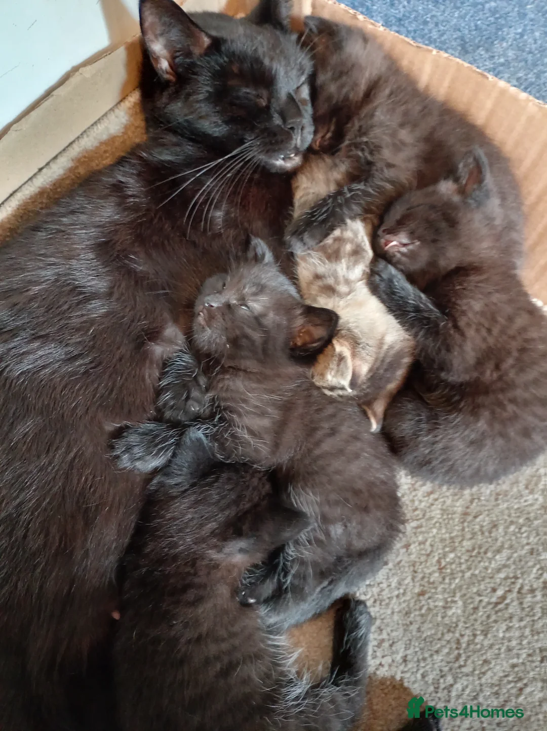 Mixed Breed cats for sale: kittens - Advert 8