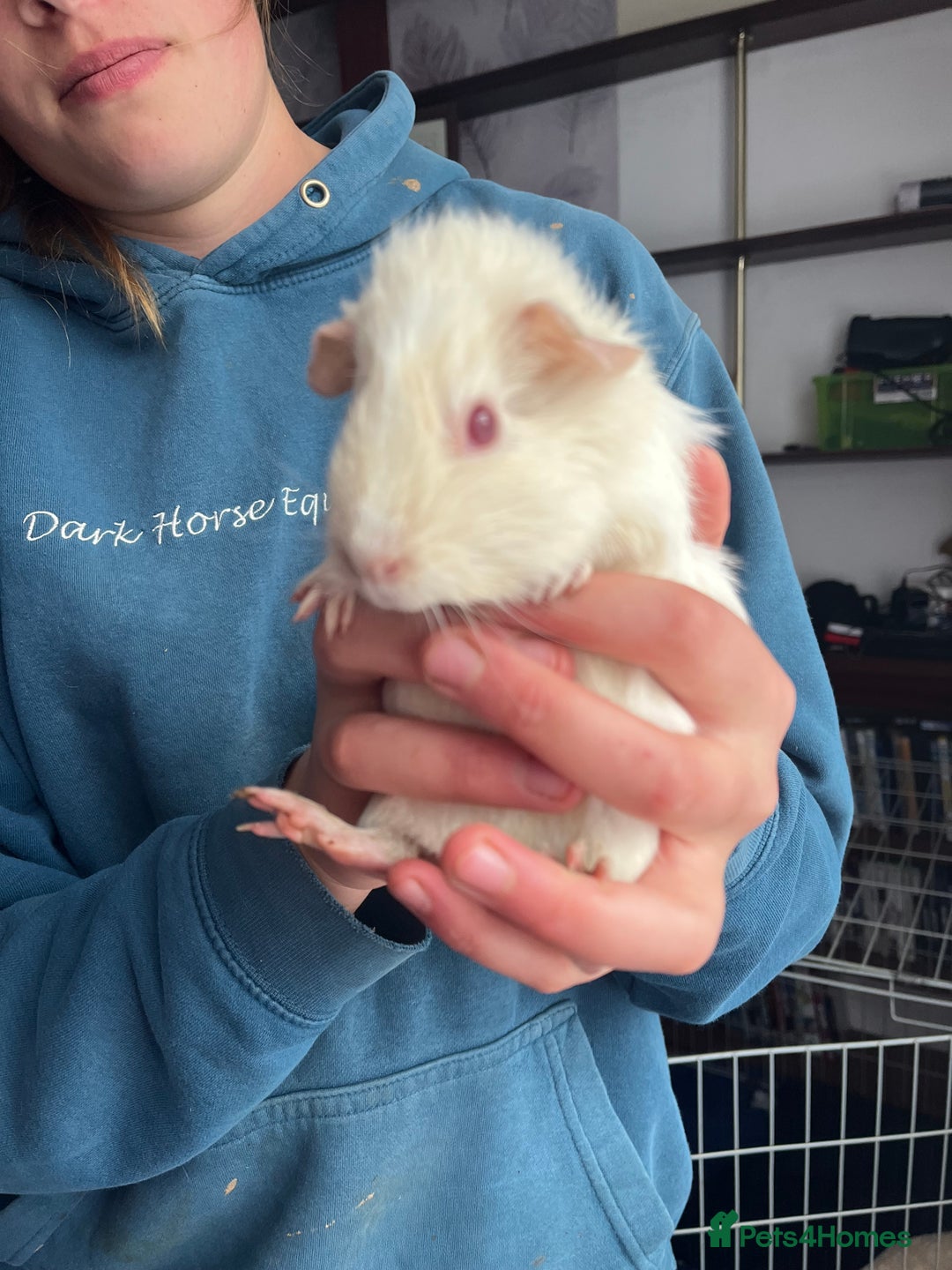 Guinea Pig rodents for sale: 2 little piggies  - Image 4