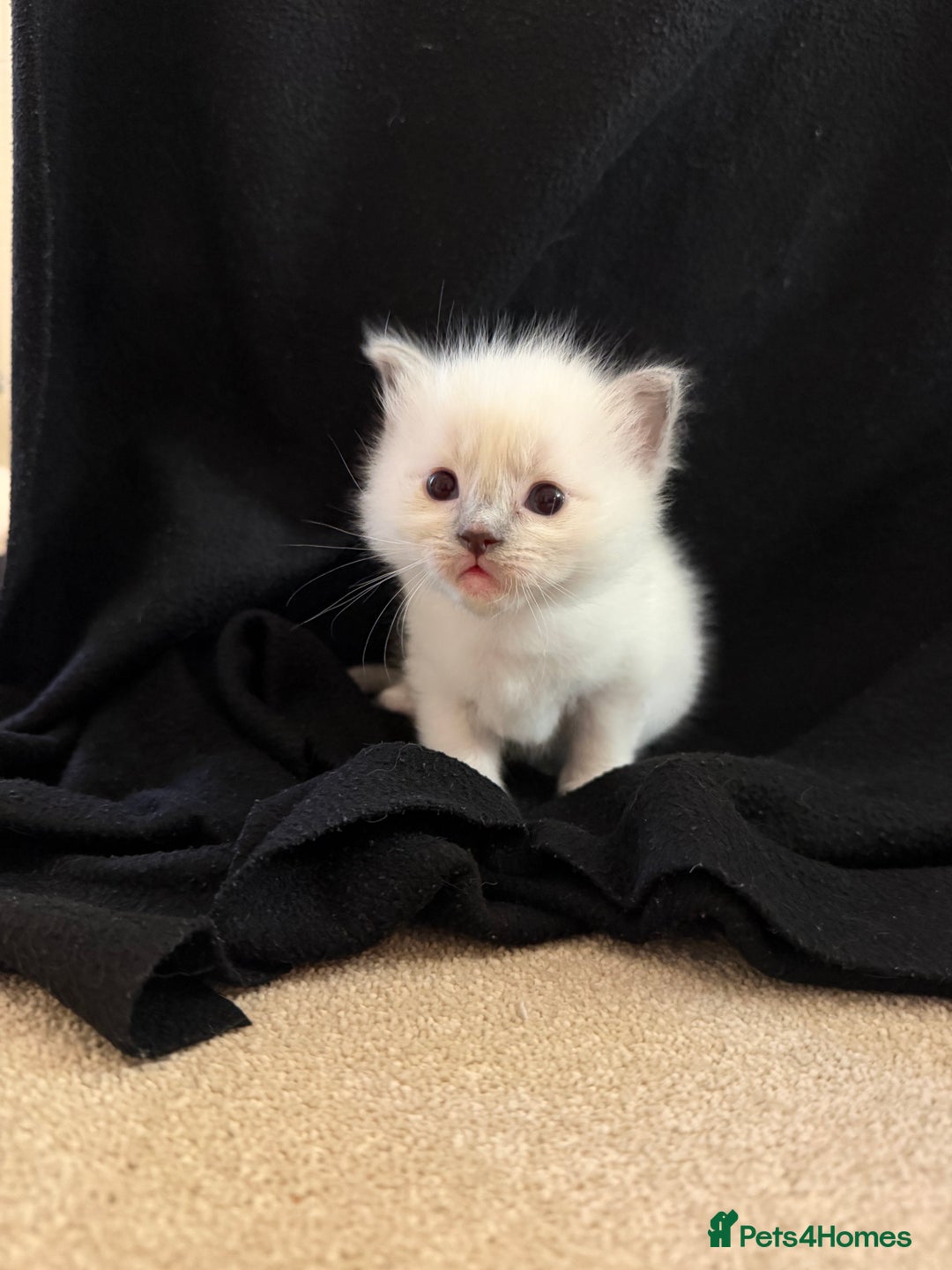 Ragdoll cats for sale: Cutest ragdoll kittens - Advert 10