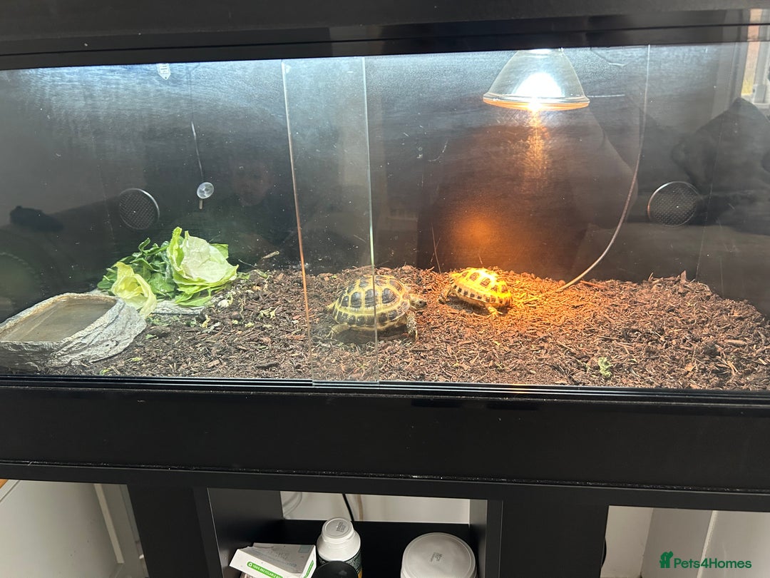 Tortoise reptiles for sale: 2 x Horsefeild Tortoises and set up - Image 9
