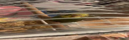 Budgerigars birds for sale: budgie for sale please read description  - Advert 10
