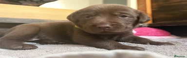 Labrador choclate Girl Lucy 