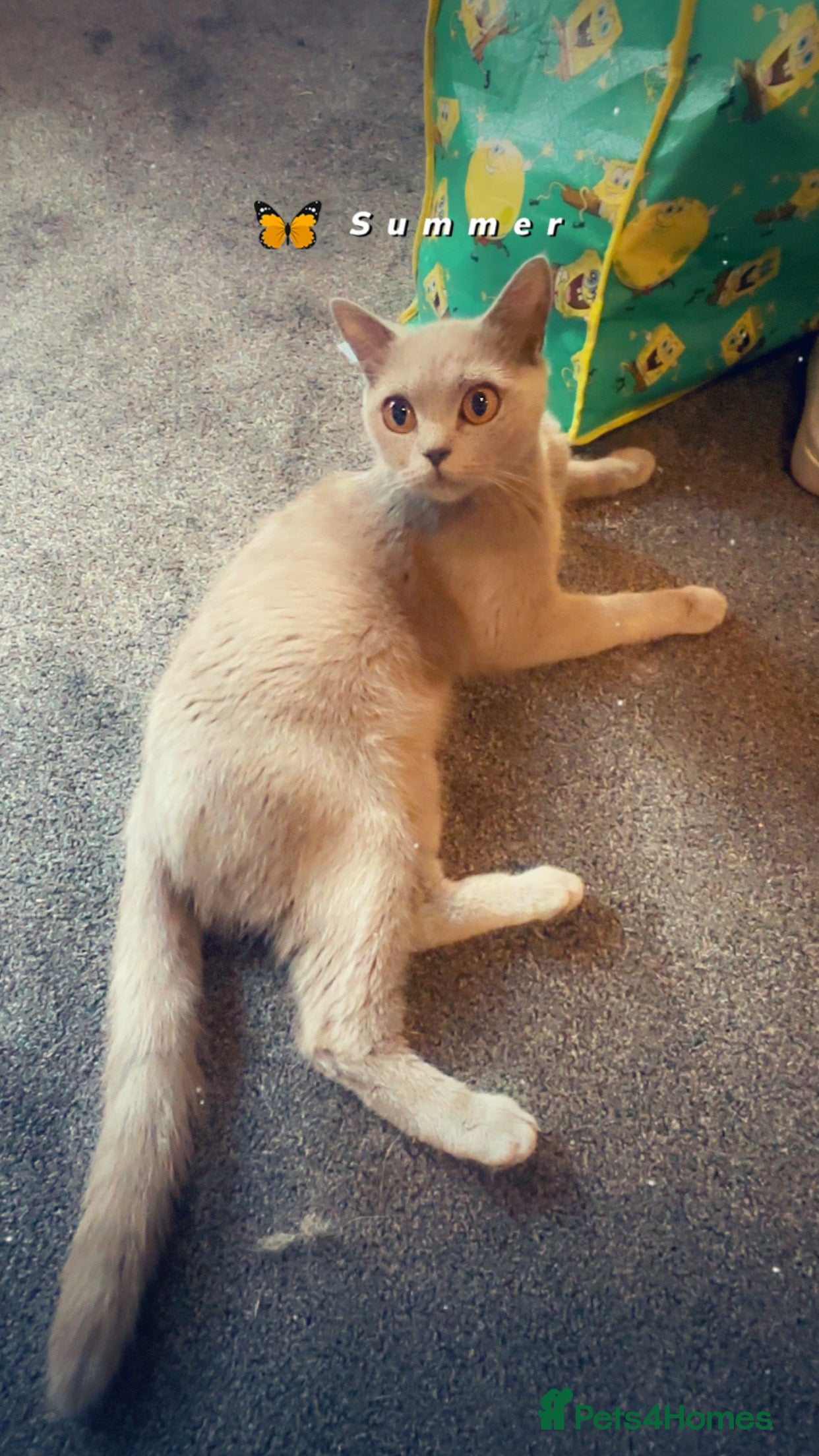 British Shorthair cats Beautiful playful female available  - Advert 2