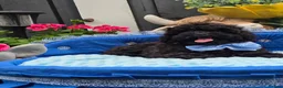 Maltipoo dogs for sale: F1B Maltipoo Rare Colours DNA Tested  - Advert 3
