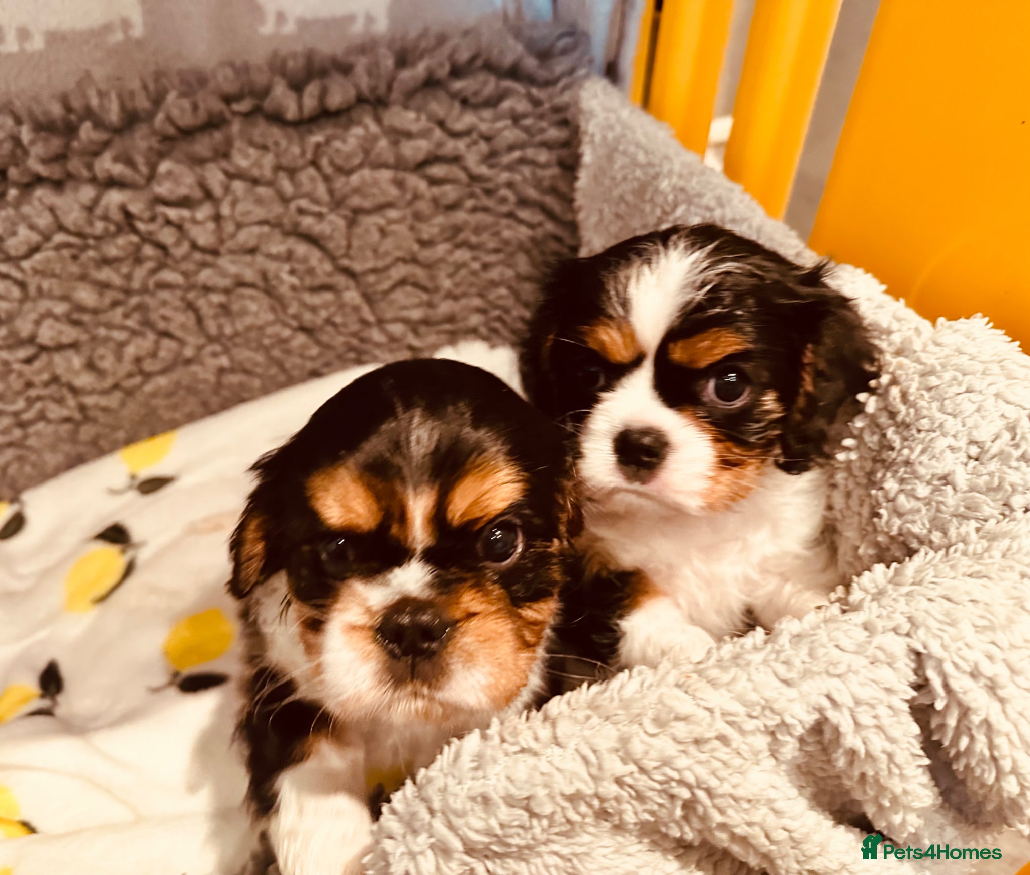 Cavalier King Charles Spaniel dogs Male and female Tri cavalier  - Advert 7