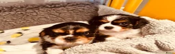 Cavalier King Charles Spaniel dogs for sale: Male and female Tri cavalier  - Advert 6