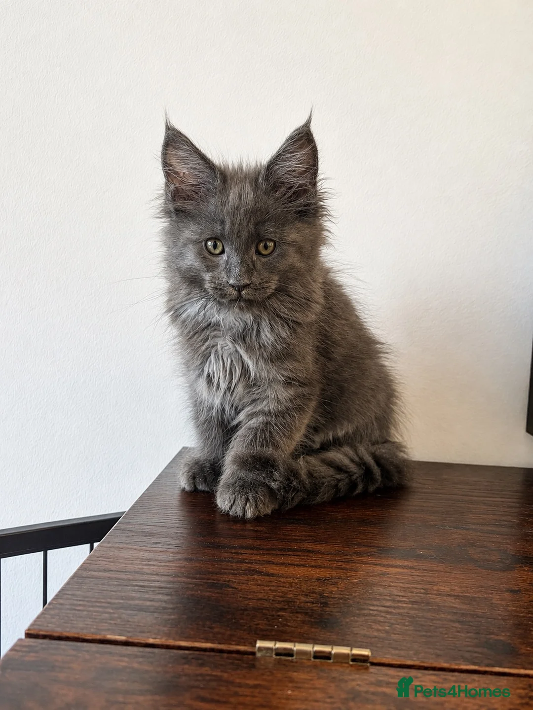 Maine Coon cats for sale: Maine Coon Kittens Russian & European Champ Lines  - Advert 2