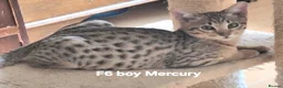 Savannah cats for sale: SAVANNAH TICA SBTF6 MERCURY SILVERED BOY in Mexborough - Advert 2