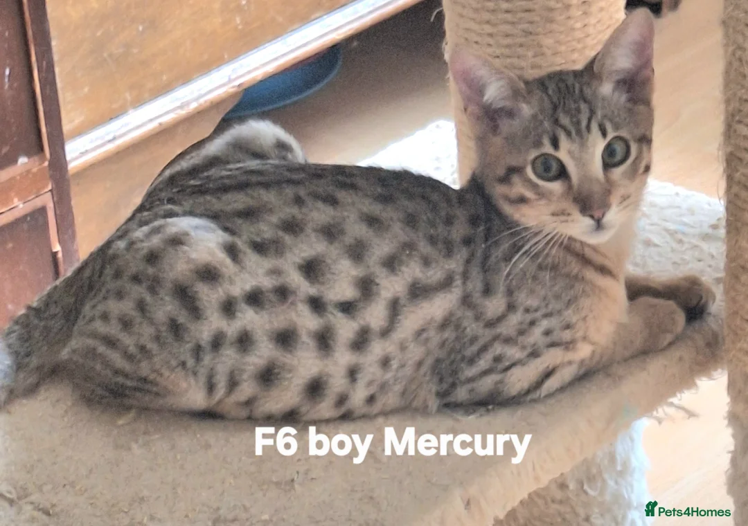 Savannah cats for sale: SAVANNAH TICA SBTF6 MERCURY SILVERED BOY in Mexborough - Advert 2