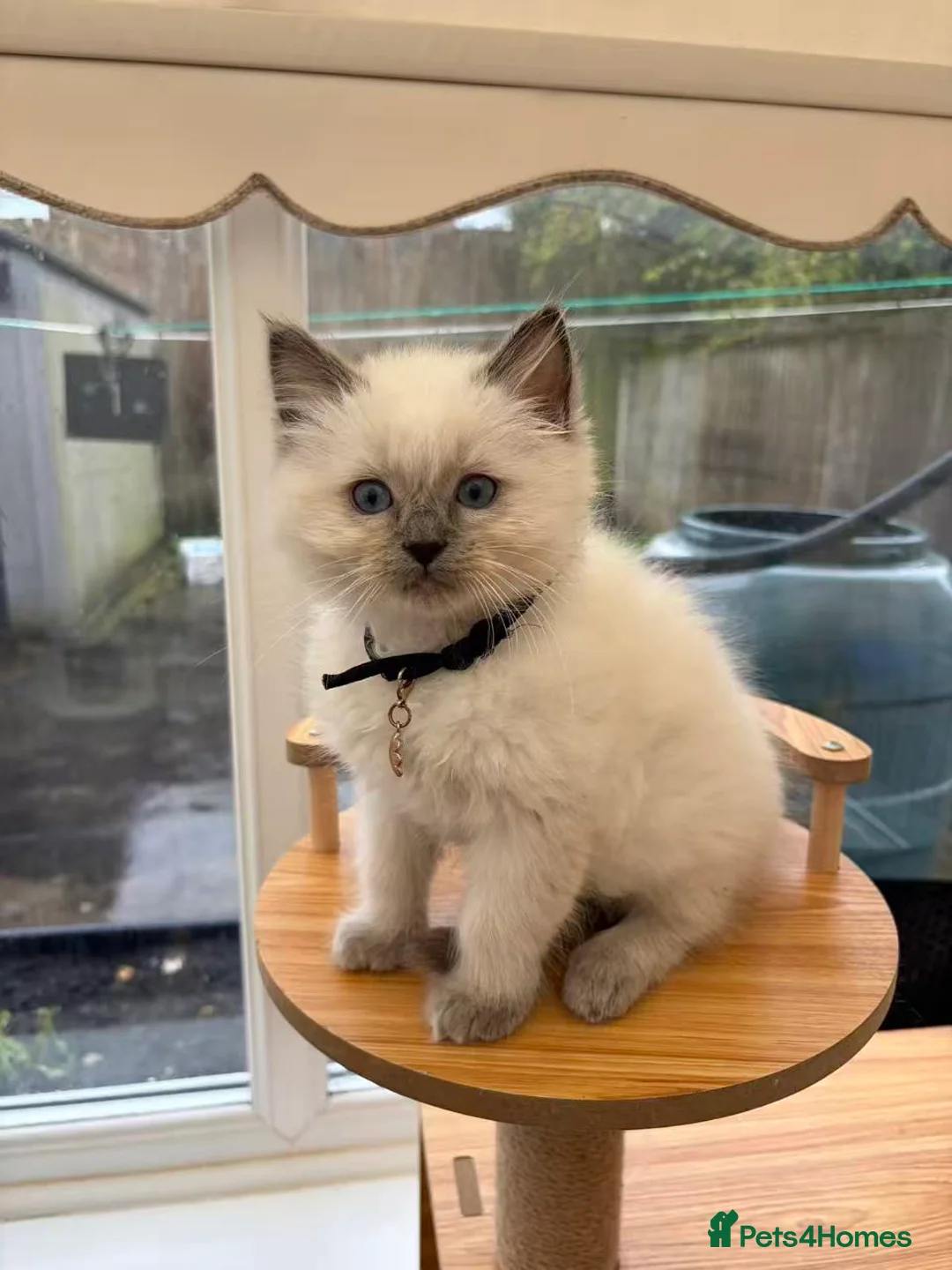 Ragdoll cats for sale: 9 purebred Ragdoll cats are waiting to leave. - Advert 28