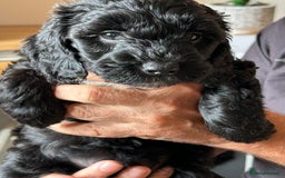 Cockapoo dogs for sale: F2 Cockapoo Puppies - Image 2
