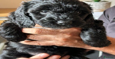 Cockapoo dogs - Advert 4
