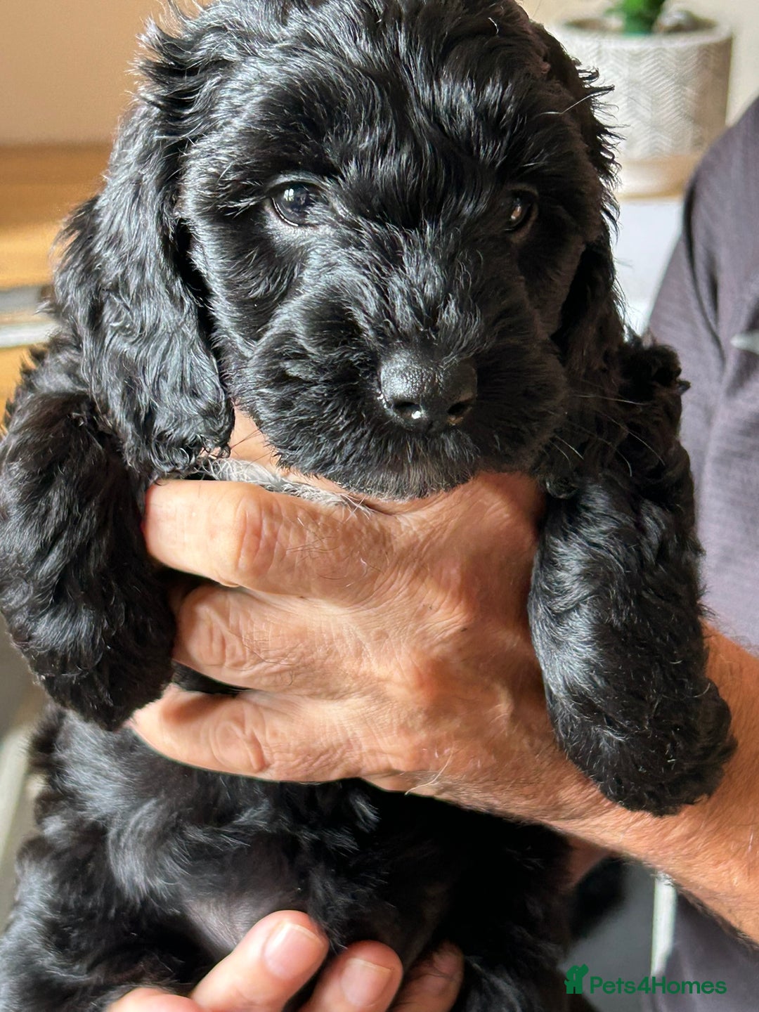 Cockapoo dogs for sale: F2 Cockapoo Puppies - Image 2