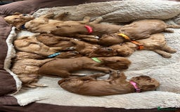 Double Doodle dogs for sale: Miniature GOLDENDOODLE puppies - Image 1