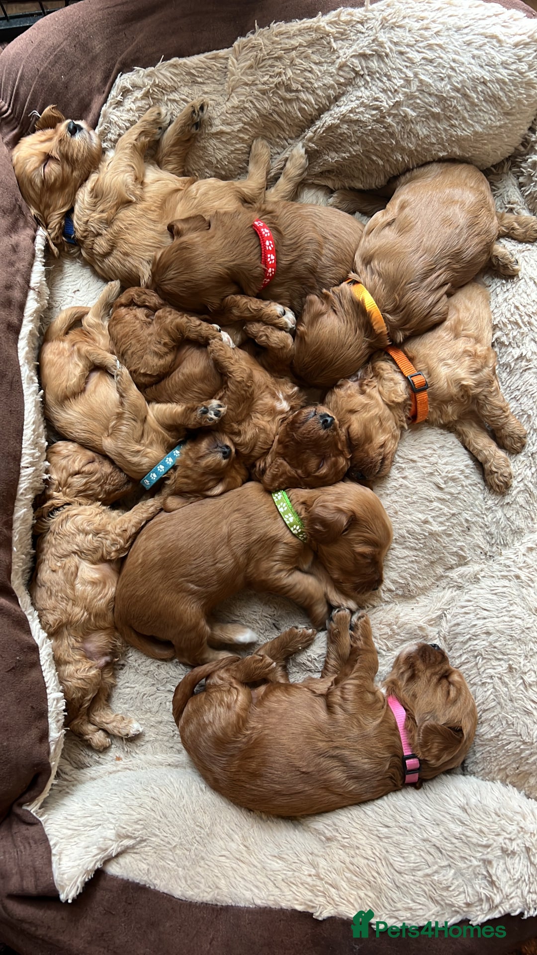 Double Doodle dogs for sale: Miniature GOLDENDOODLE puppies - Image 1