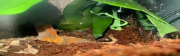 Gecko reptiles for sale: Crested Gecko and full bio tank 10 months old - Advert 8