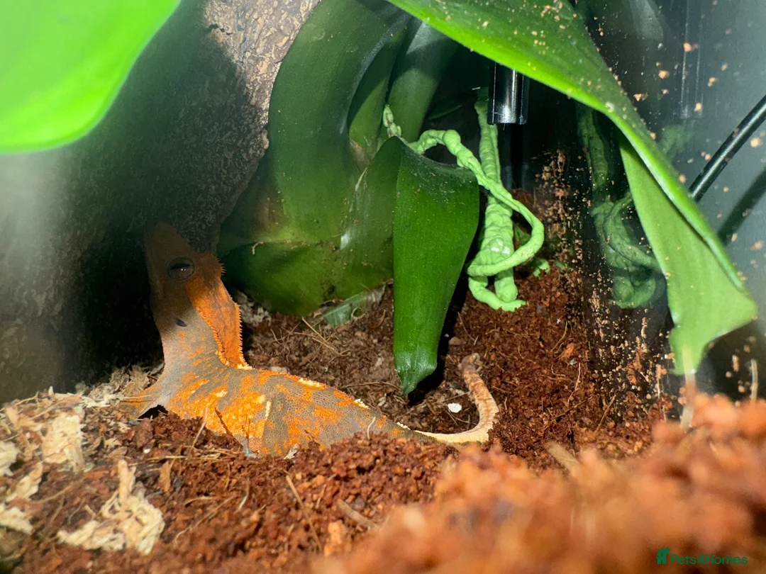 Gecko reptiles for sale: Crested Gecko and full bio tank 10 months old - Advert 8