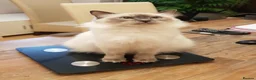 Ragdoll cats for sale: Adorable Ragdoll Babies  - Advert 15