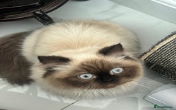 Persian cats for sale: Persian - Image 2