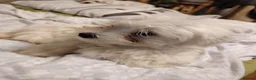 Maltese dogs for sale: New warm home's  in Plymouth - Advert 27