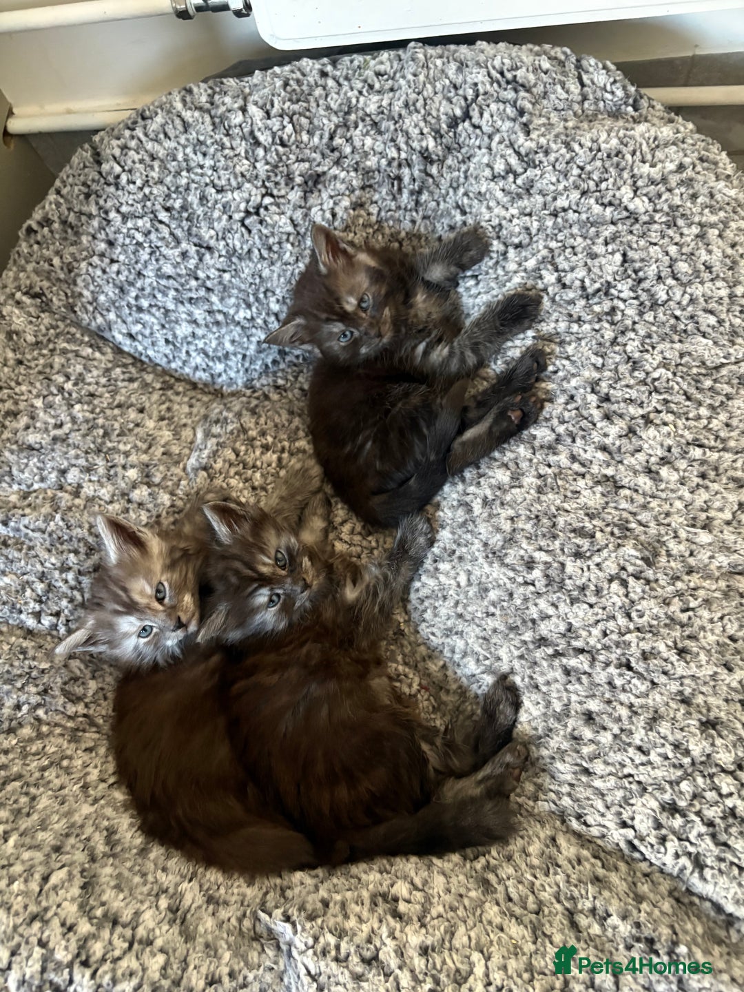 Maine Coon cats for sale: 🐾 Russian Maine Coon Kittens – TICA Registered 🐾 - Image 19