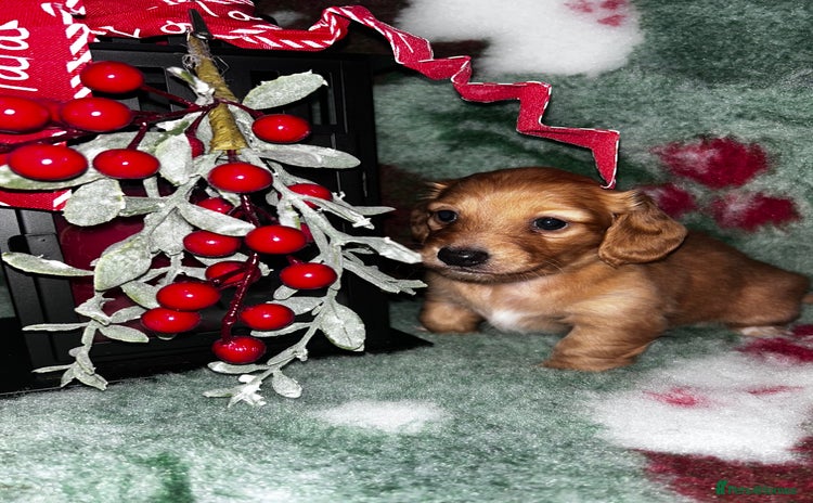 Miniature Dachshund dogs - Advert 11