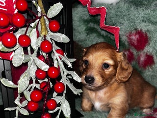 Miniature Dachshund dogs Miniature Longhair Dachshund Puppies - Advert 12