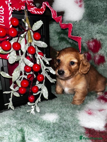 Miniature Dachshund dogs - Advert 11