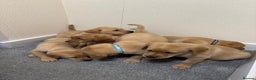 Labrador Retriever dogs for sale: Labrador puppies - Advert 18