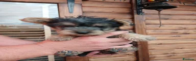 Jack Russell 2