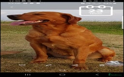 Labrador Retriever dogs for sale: Top quality KC registered labrador pups  - Image 16