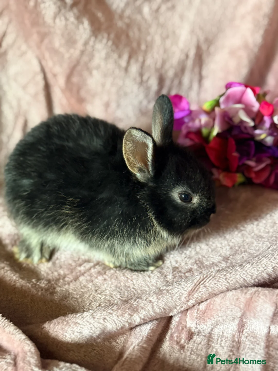 Netherland Dwarf rabbits for sale: Beautiful Neverland Dwarf Pure Breeds in Yeovil - Advert 15
