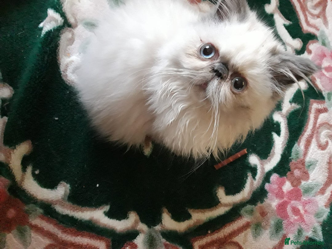 Persian cats for sale: 💕 Beautiful kitten 💕 - Advert 9