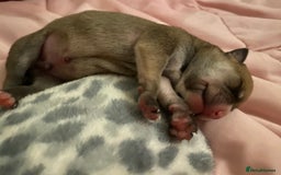 Staffordshire Bull Terrier dogs for sale: Beautiful Staffordshire bull terrier puppys. 🐾 - Image 3