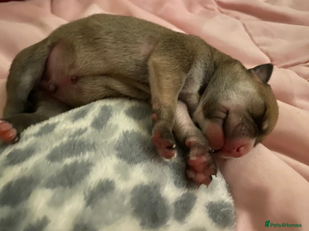 Staffordshire Bull Terrier dogs for sale: Beautiful Staffordshire bull terrier puppys. 🐾 - Image 3