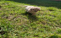 Cockapoo dogs for sale: F2b cockapoo puppies  - Image 12
