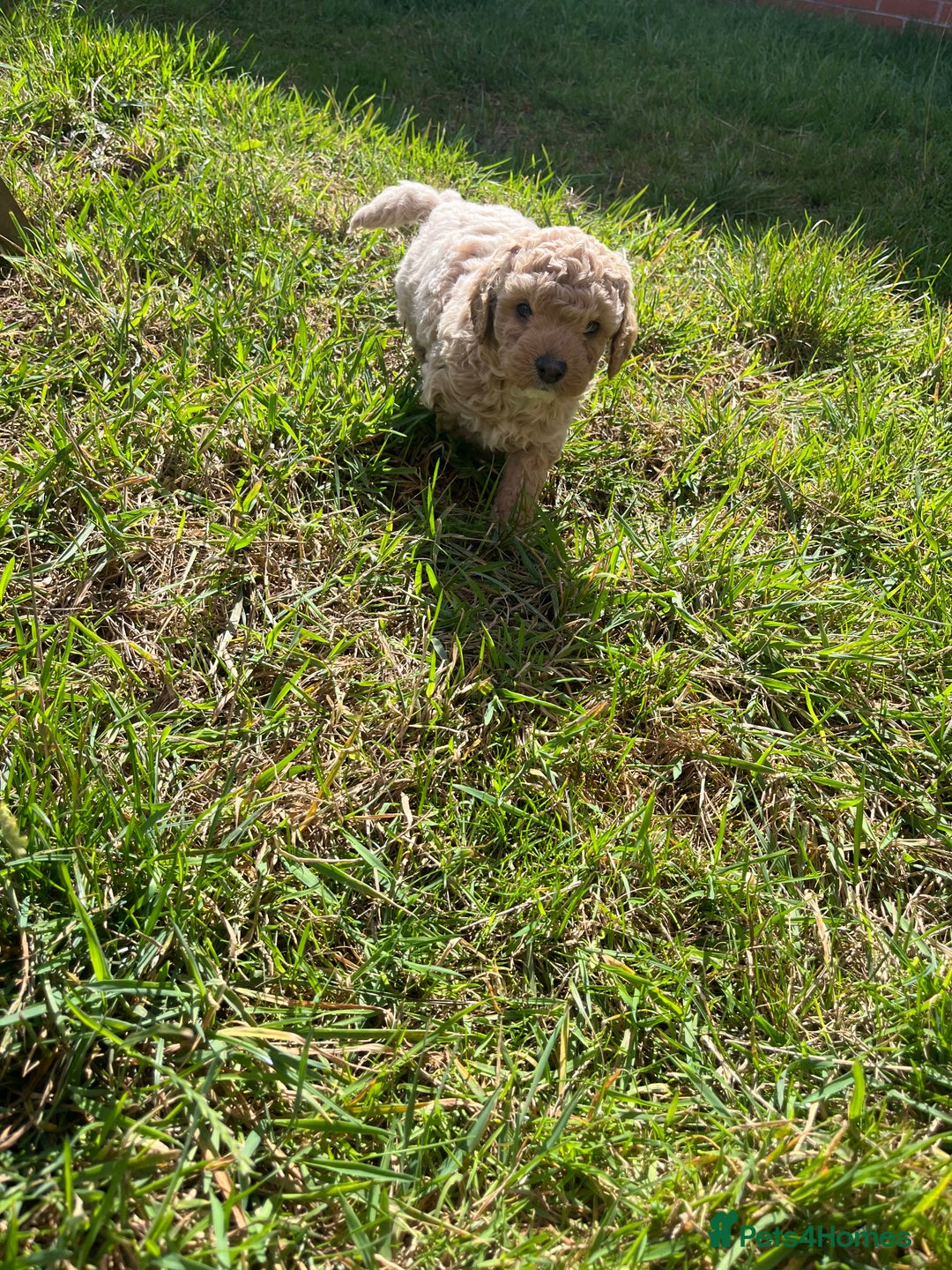 Cockapoo dogs for sale: F2b cockapoo puppies  - Image 12