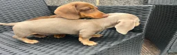Miniature Dachshund dogs for sale: Beautiful Miniature Dachshund KC Registered  in Brentwood - Advert 13
