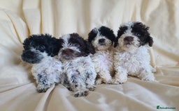 Cockapoo dogs for sale: SUPER PLUSH COATS. F1b Cockapoos. Health Tested - Image 10