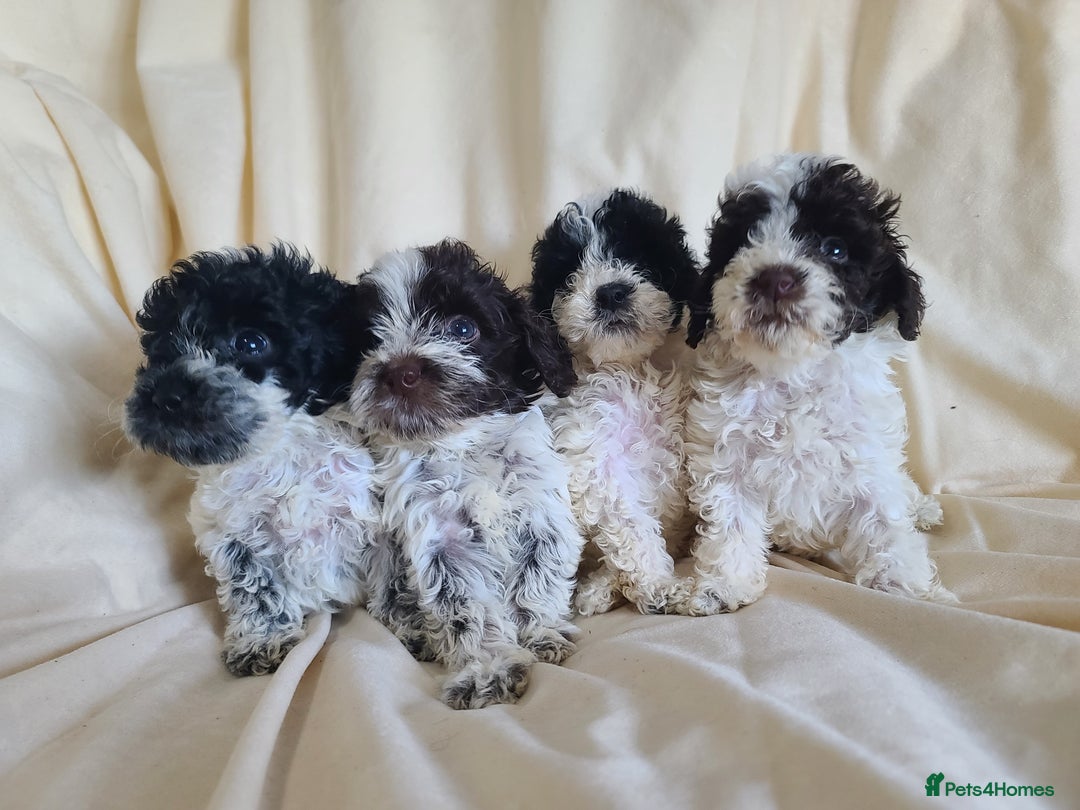 Cockapoo dogs for sale: SUPER PLUSH COATS. F1b Cockapoos. Health Tested - Image 10