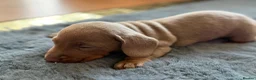 Miniature Dachshund dogs for sale: Miniature dachshund chanpaine color in Manchester - Advert 3