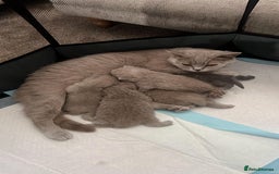 British Shorthair cats for sale: British shorthair kittens for sale  - Image 2