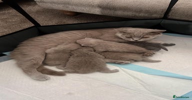 British Shorthair cats - Advert 11