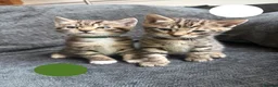 Bengal cats for sale: Beautiful Bengal Cross Kittens - Advert 2
